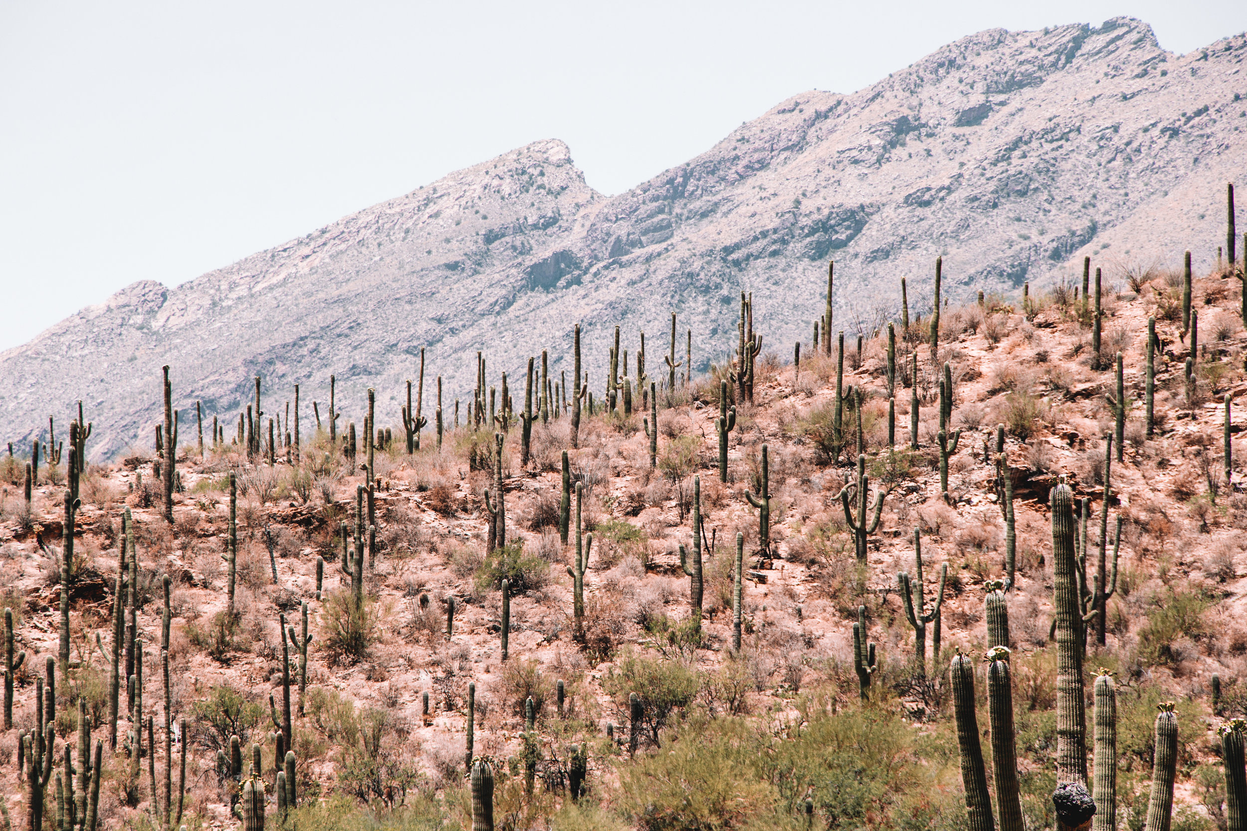 Sabino Canyon, Tucson-47.jpg