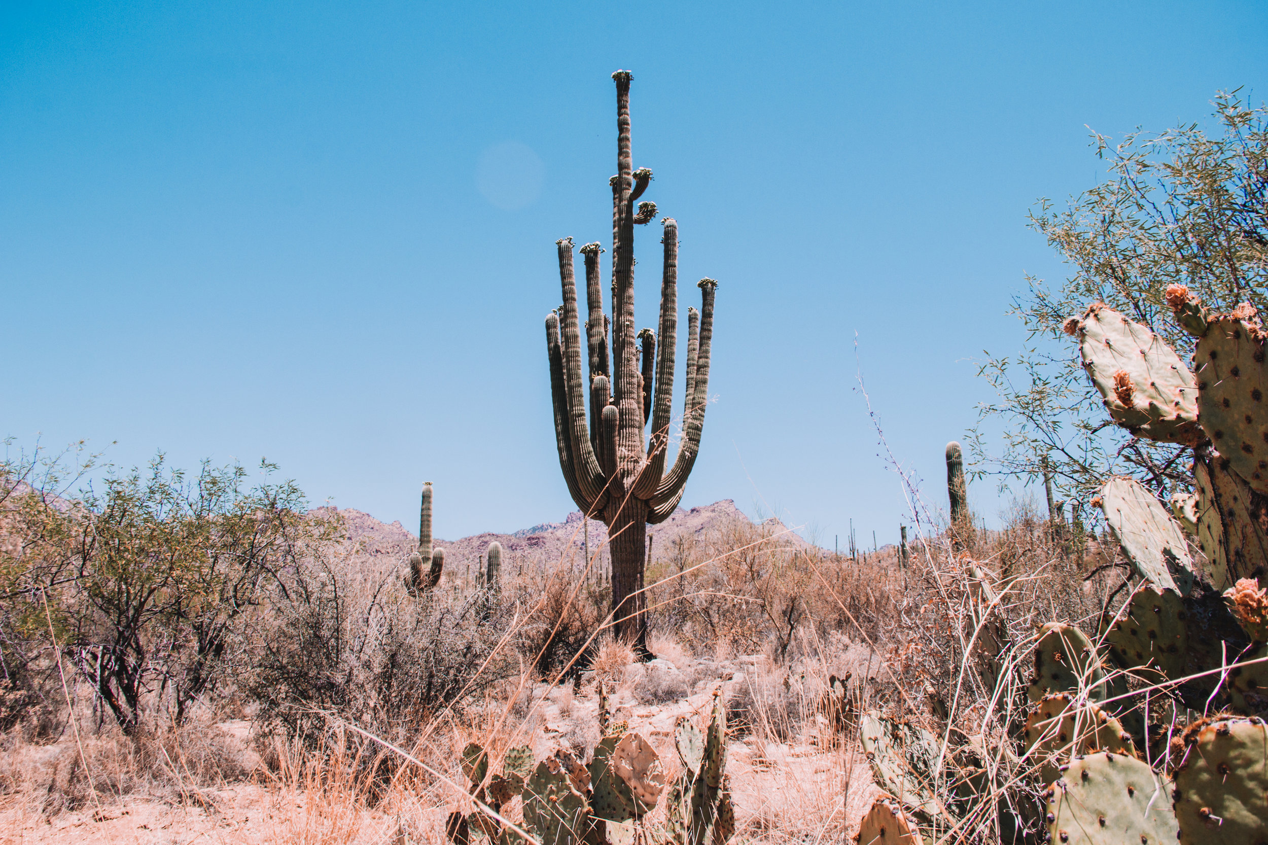 Sabino Canyon, Tucson-20.jpg
