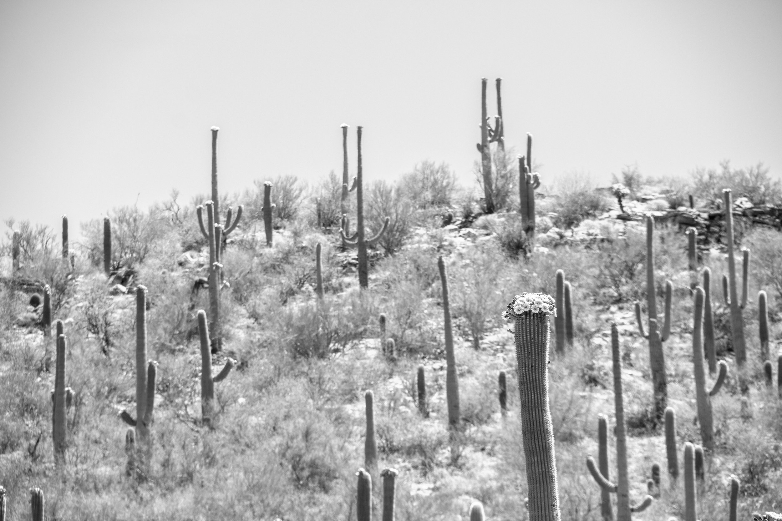 Sabino Canyon, Tucson-17.jpg