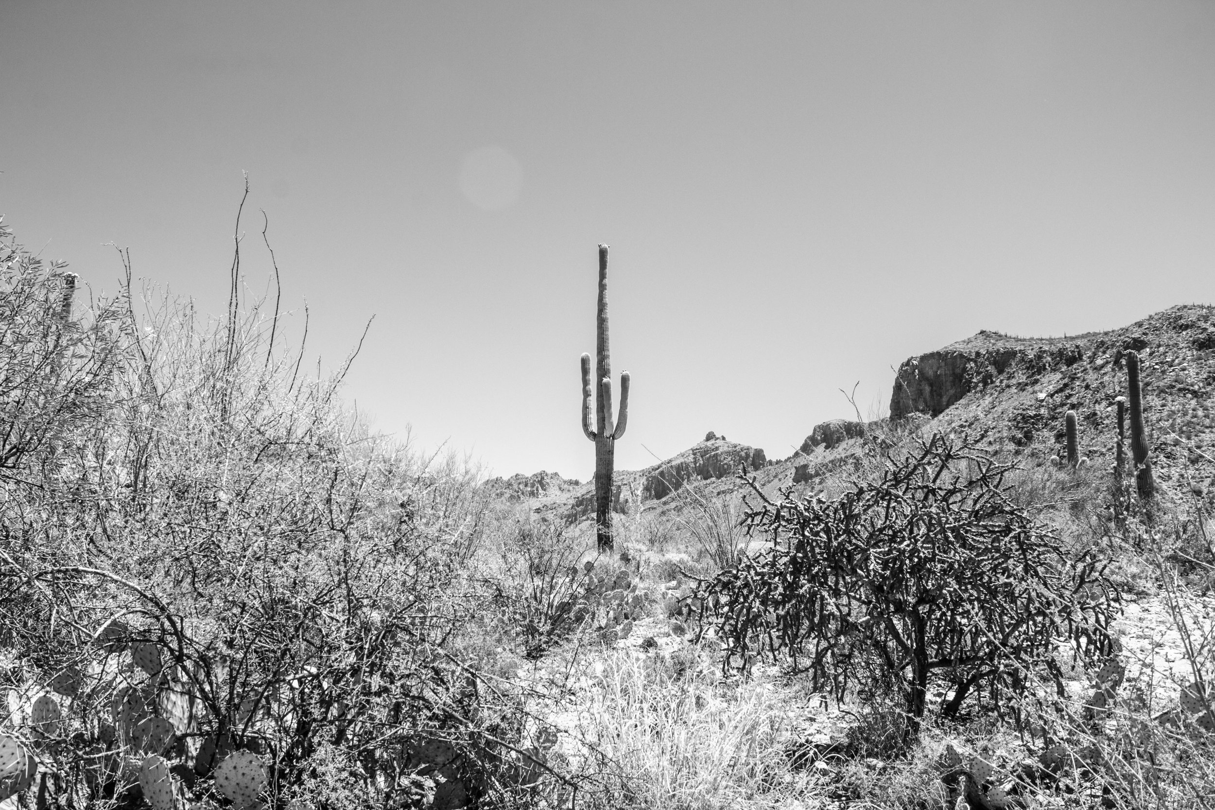 Sabino Canyon, Tucson-29.jpg