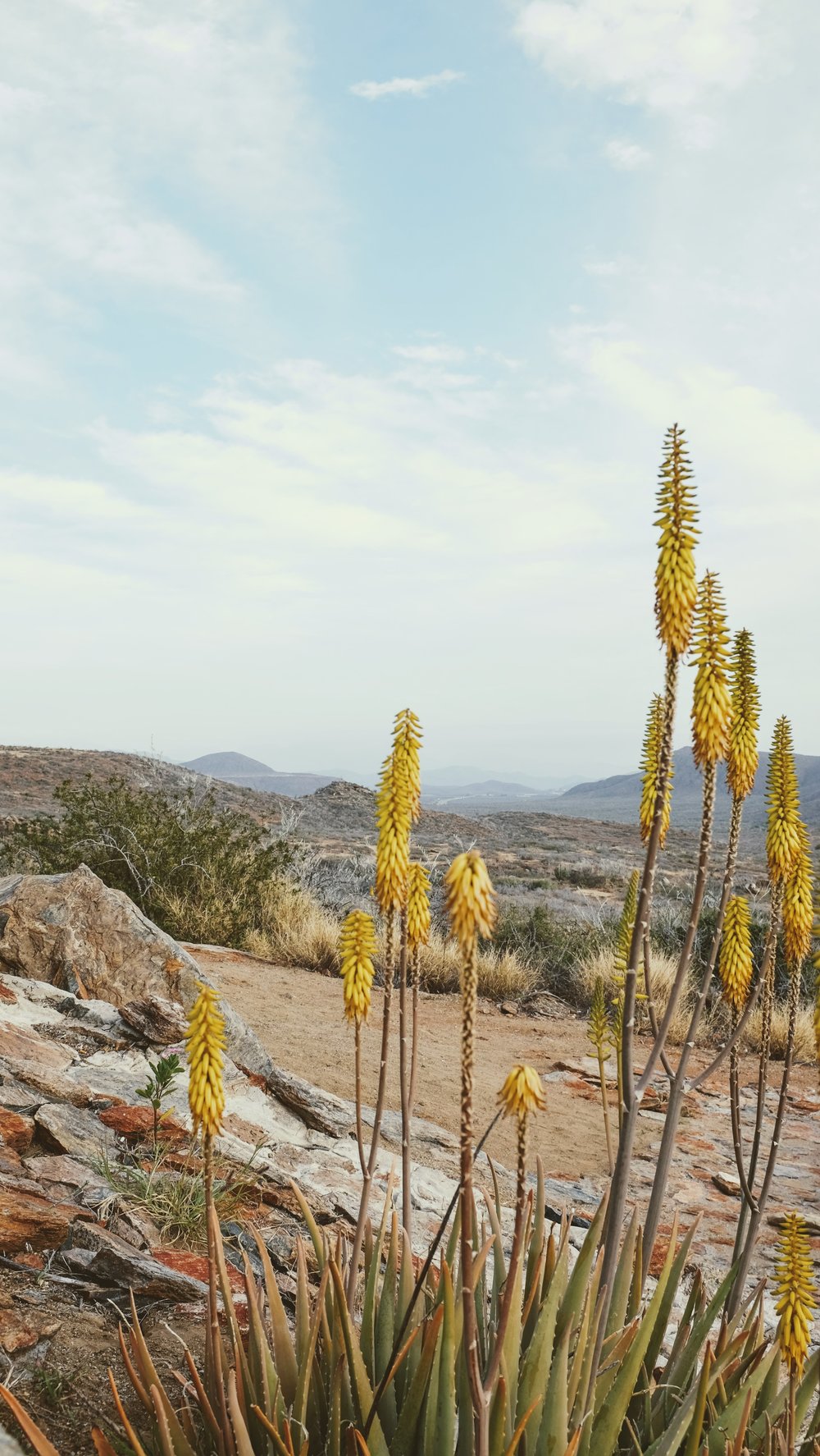 El Mirador Desert View | Todos Santos