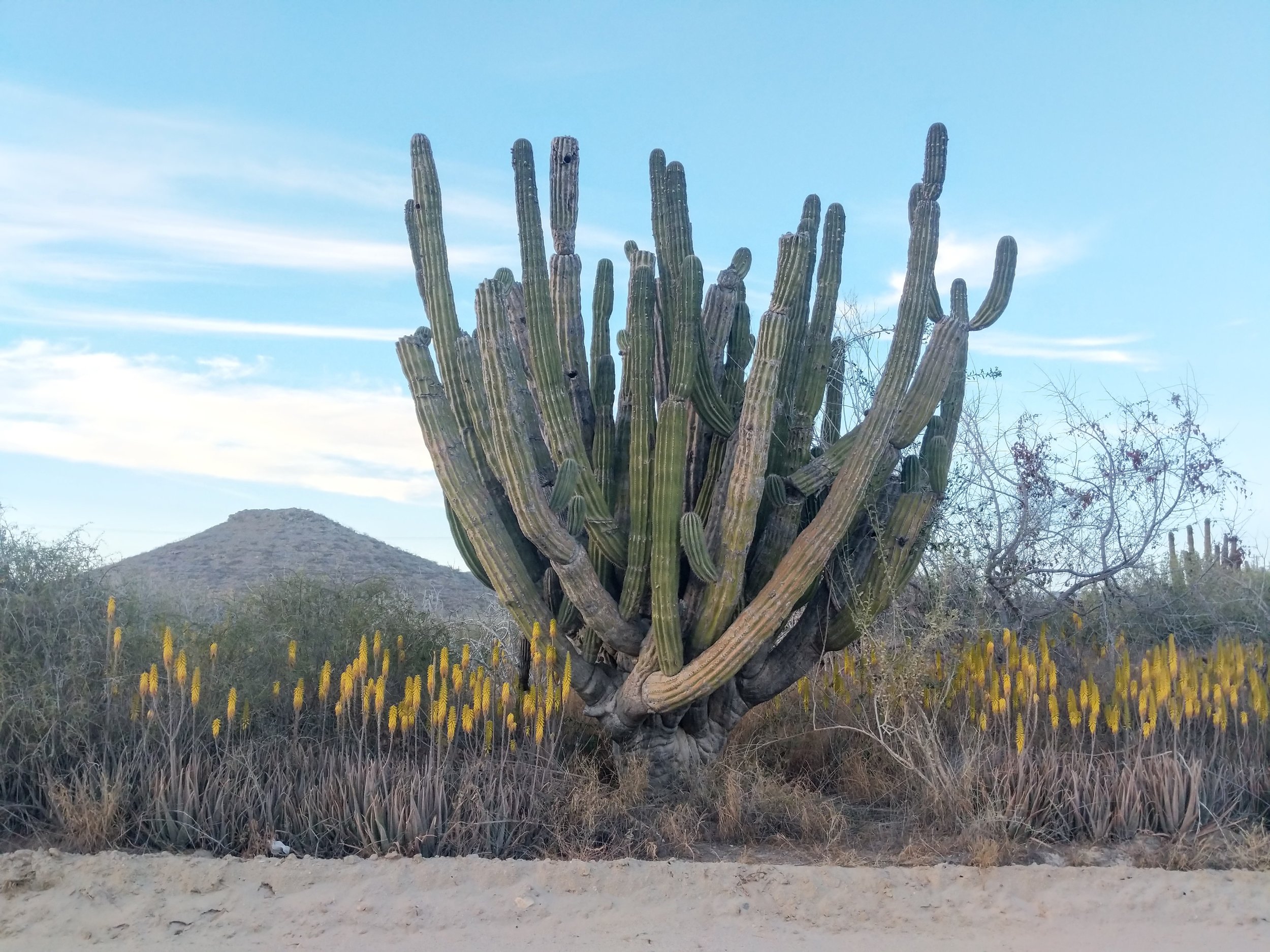 Baja Desert Details