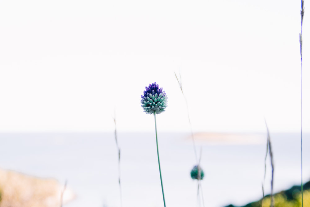 Local flora in bloom