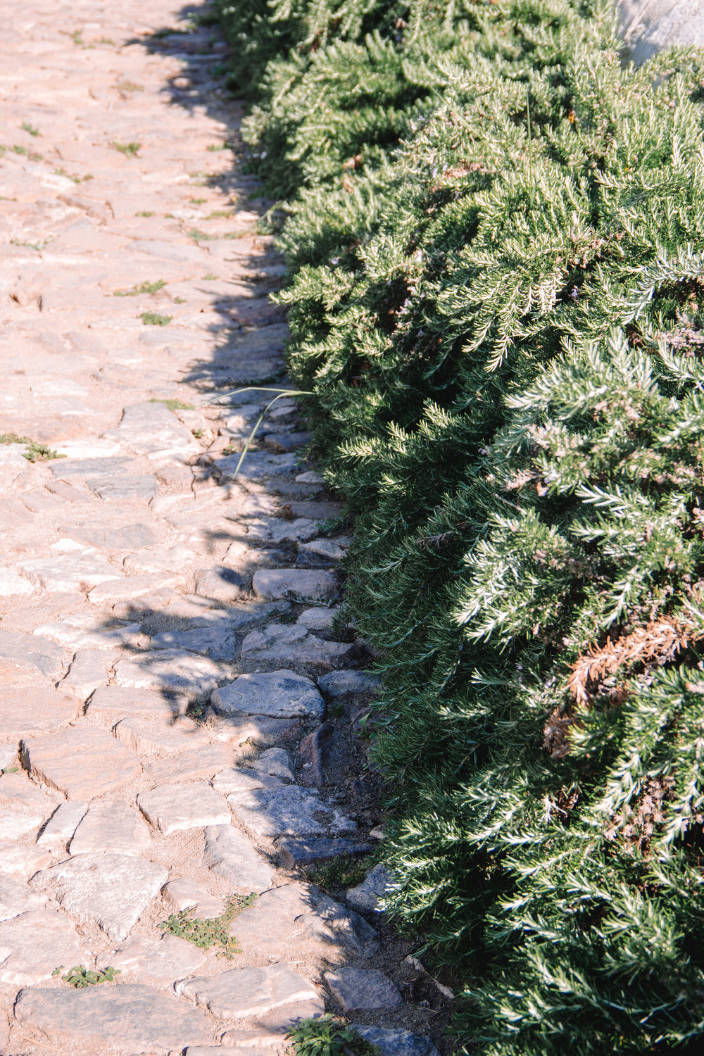 Rosemary lines a stone pathway at Sao Lourenco do Barrocal
