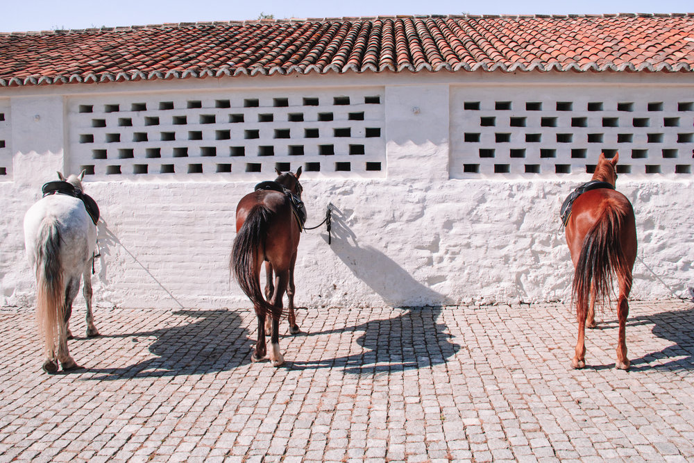 Sao Lourenco do Barrocal stables