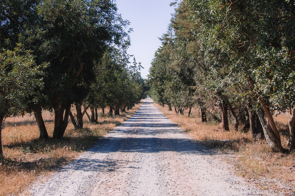 The driveway up to Sao Lourenco do Barrocal is lined with olive trees