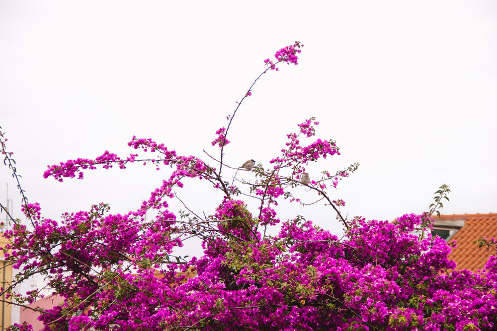 A bird on bougainvillea