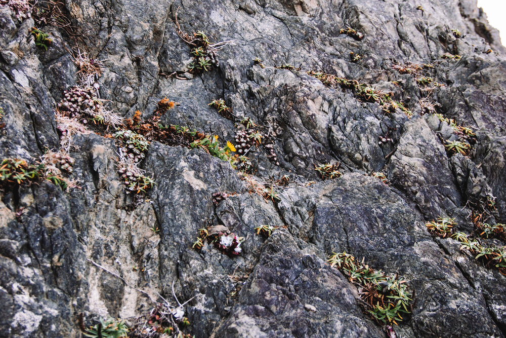 Rock detail along the Lost Coast Trail