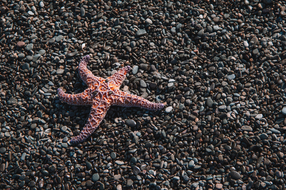 A starfish along the Lost Coast