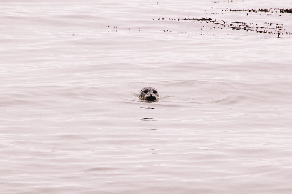 Friendly harbor seals checked in on us throughout the hike