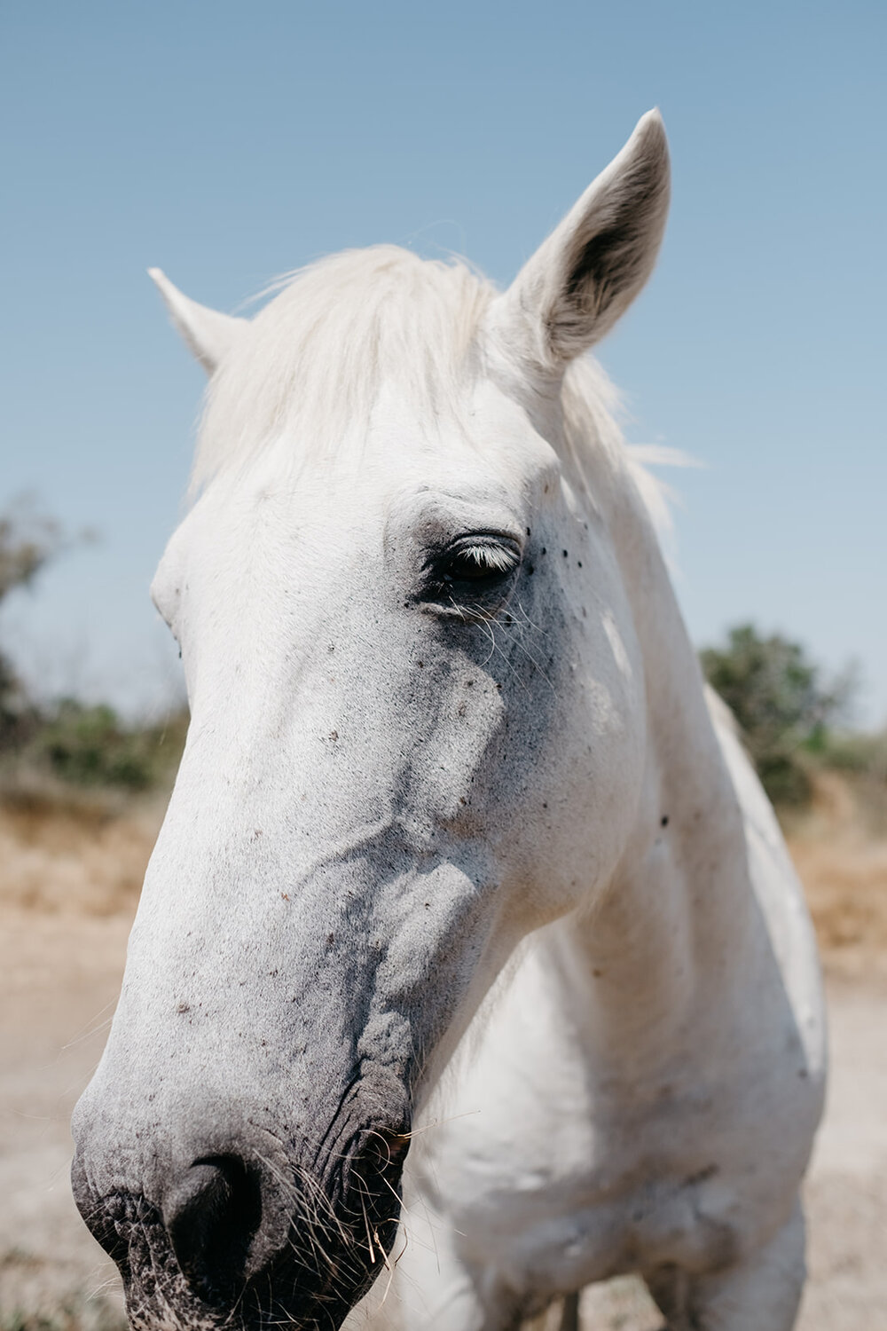 Sweet Camargue horse