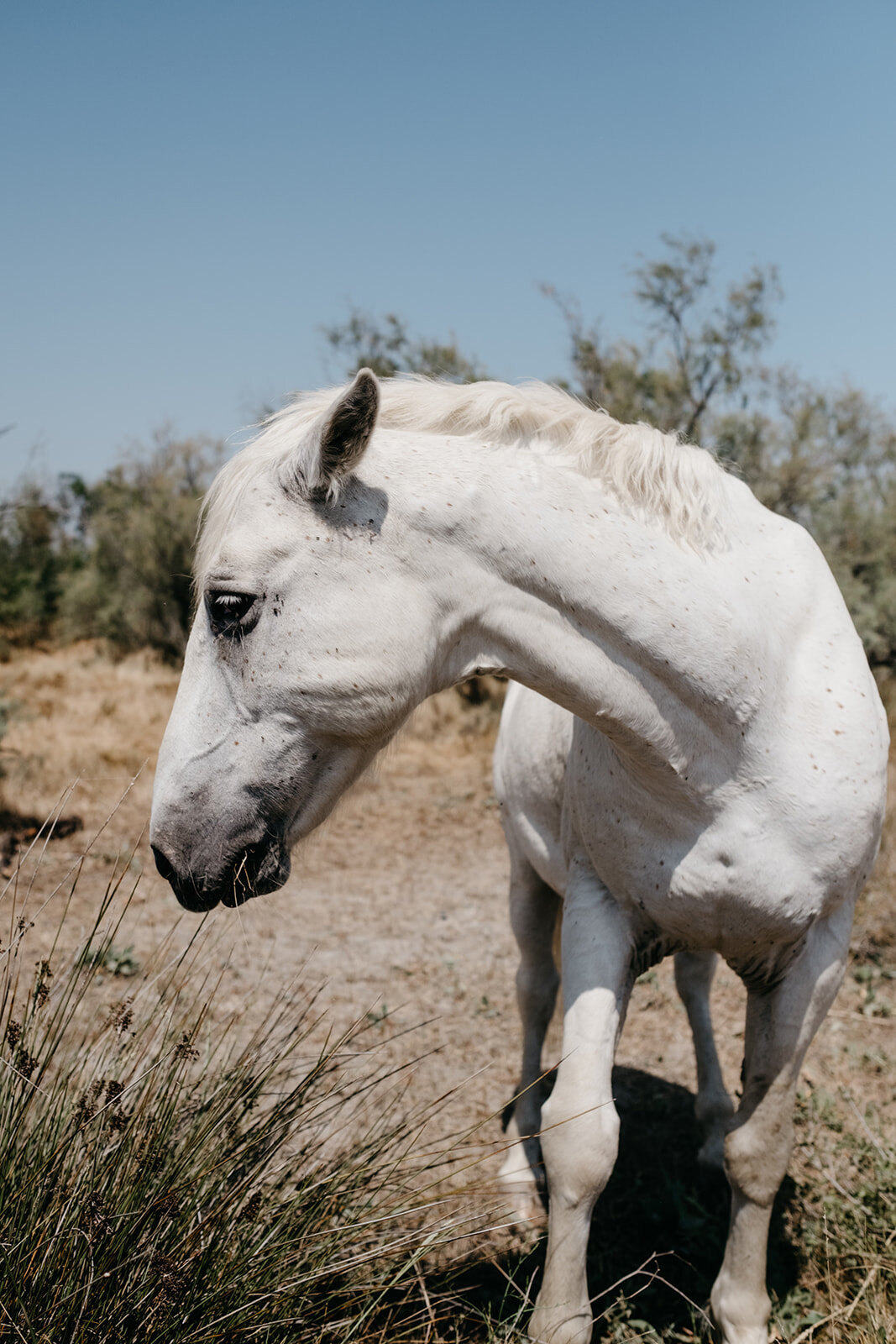 The beautiful white horses of the Camargue