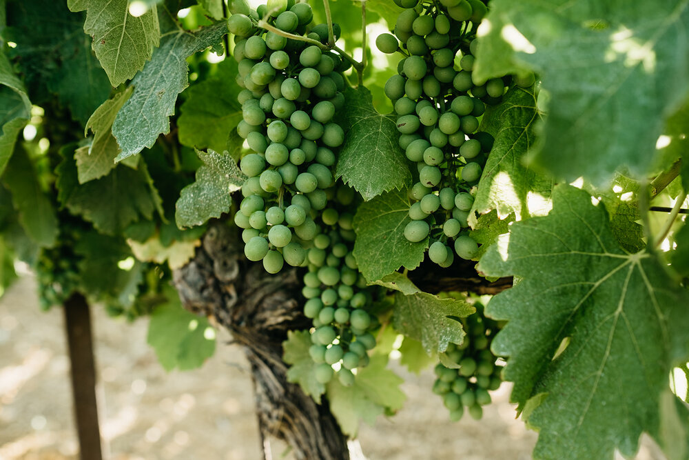 Vines at a winery near Arles