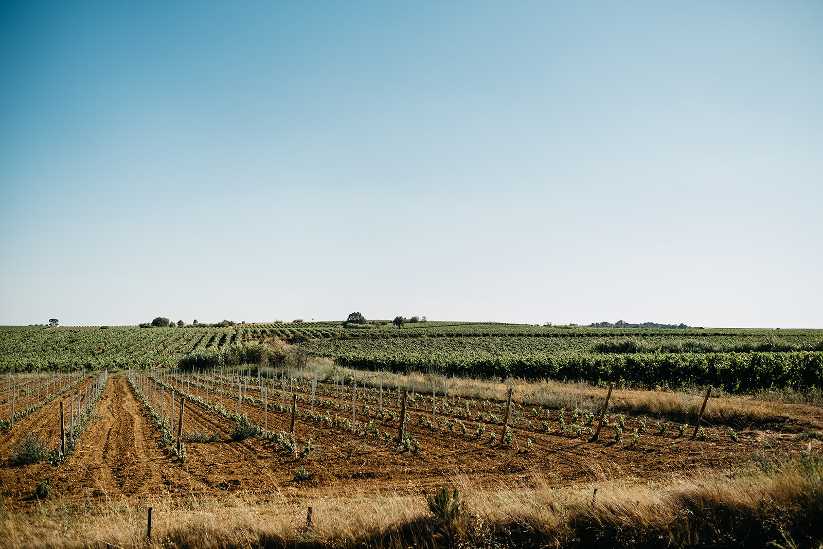 Rows and rows of vines