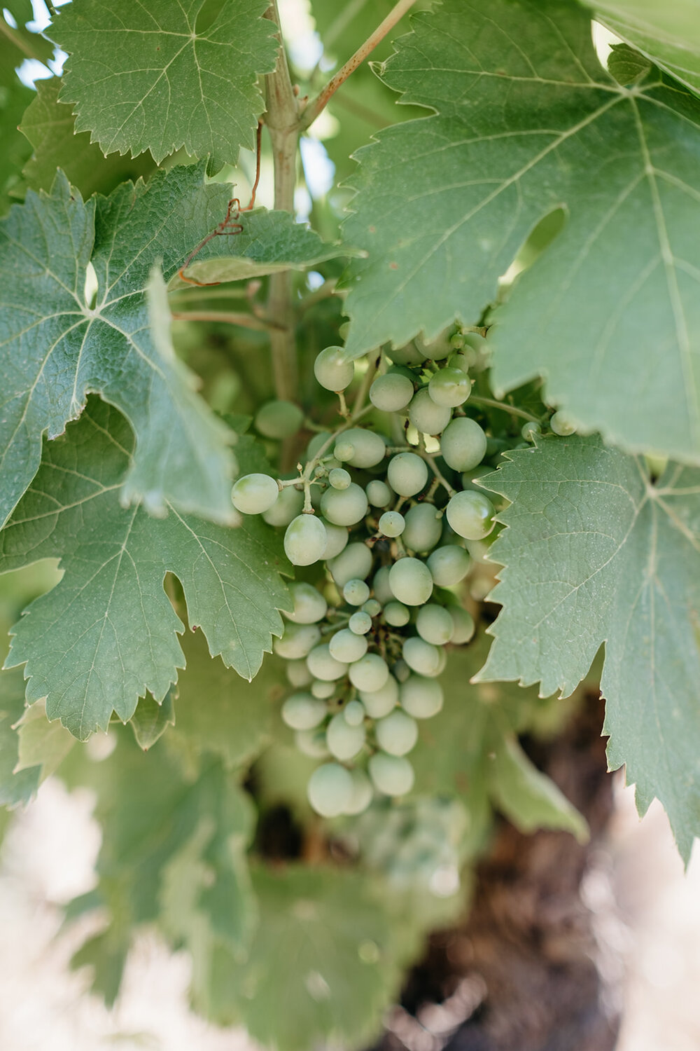 Growing grapes close up
