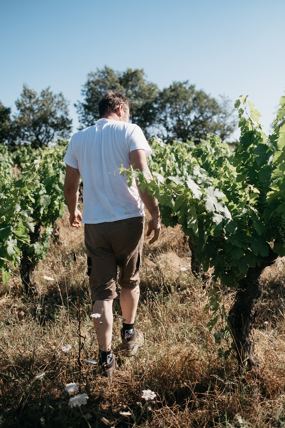 A vigneron walks between his vines