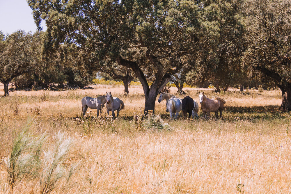 Horses roaming the property