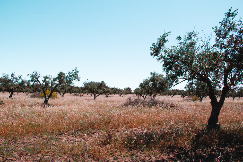 Olive groves surround the property