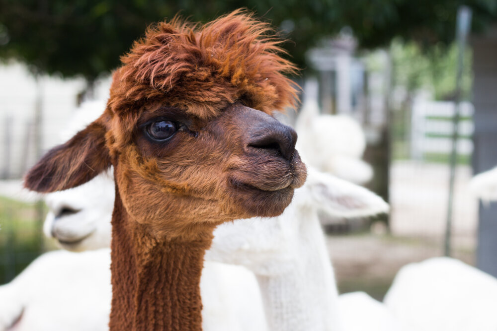 One of the ladies at London Dairy Alpaca Farm