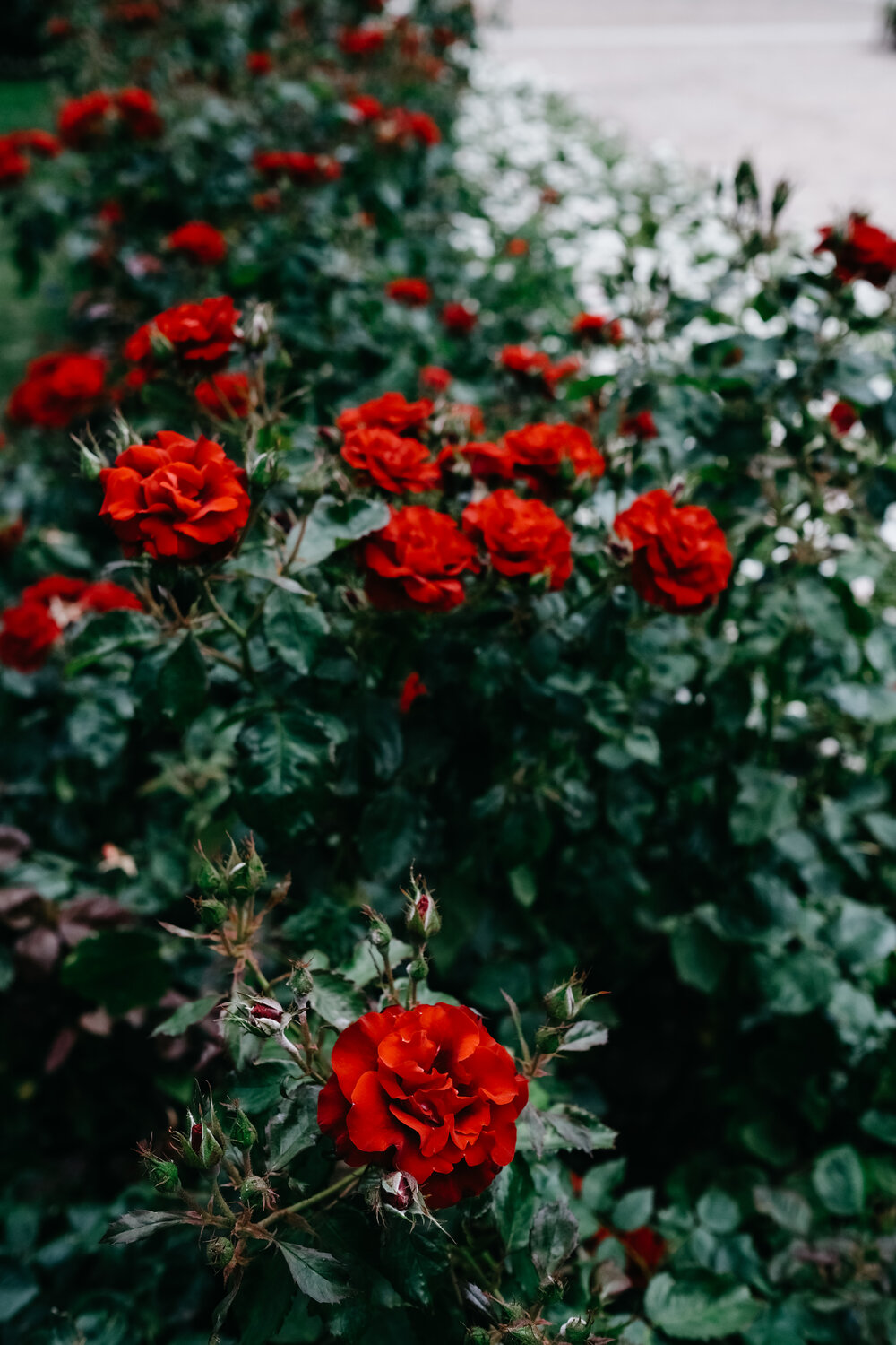 European red roses and deep green leaves