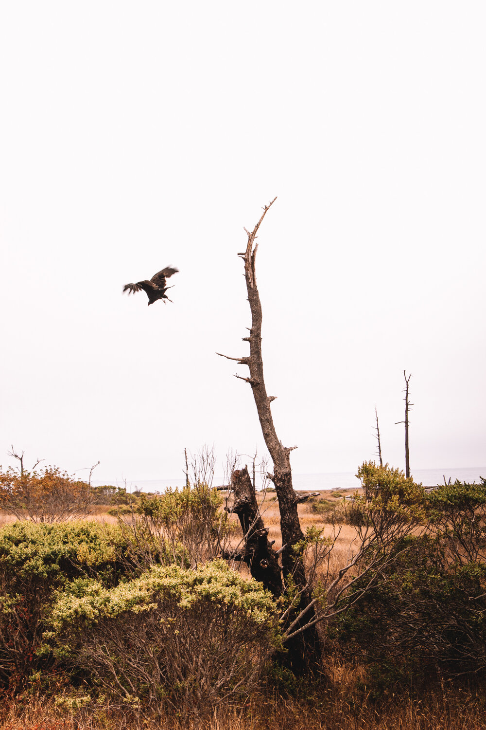 A raven takes off during our lunch break on Big Flat