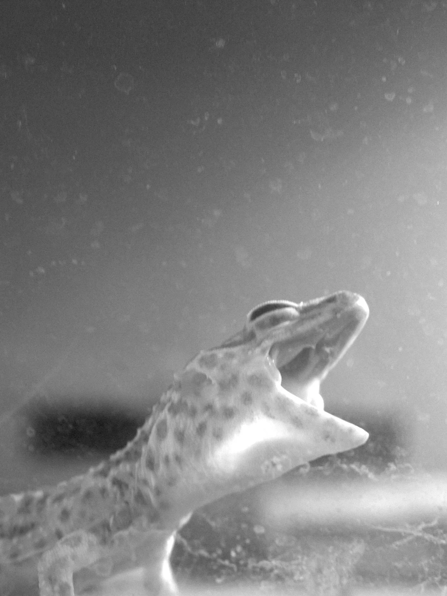 Resident dragon. #leica