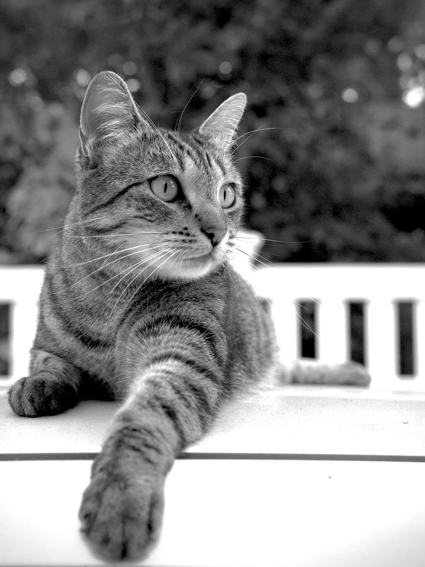 Outdoor cat! #leica