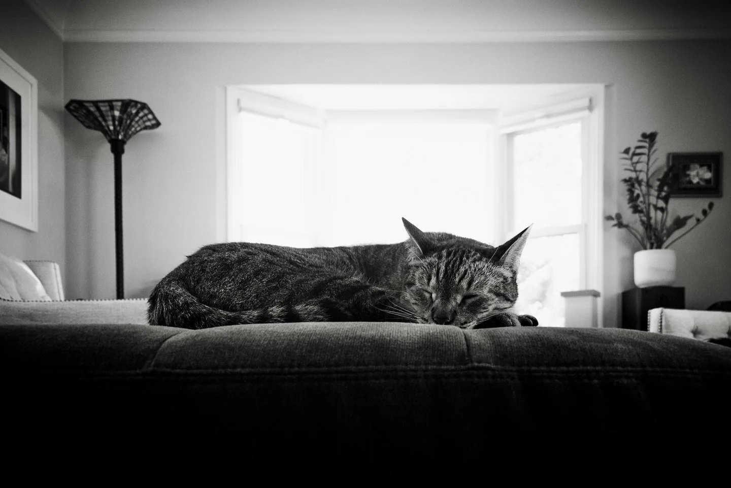 Sunday peace 
#cat #nap