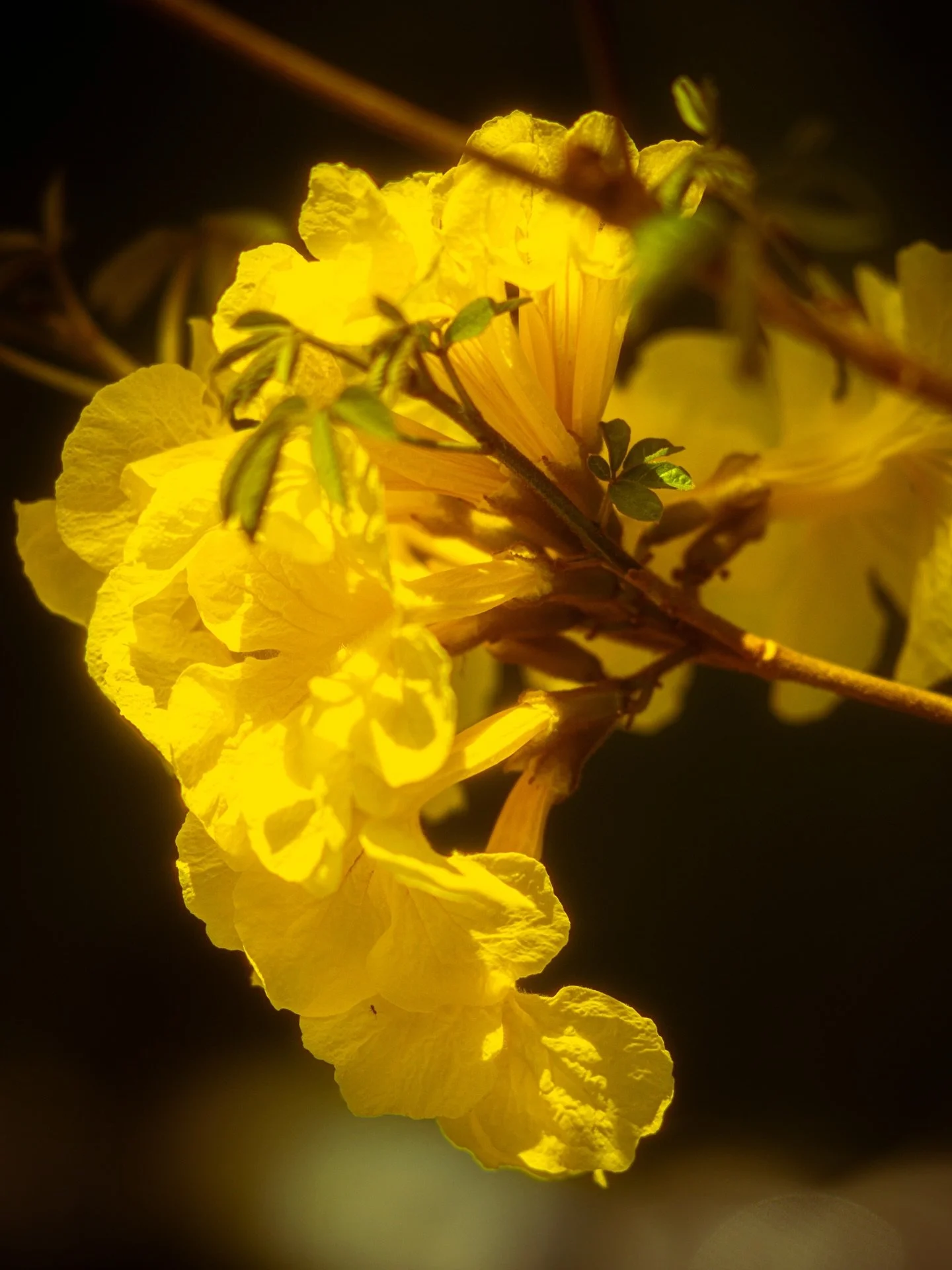Happy Spring 🌼
#spring #bloom #yellow #vanurfalianphotographs