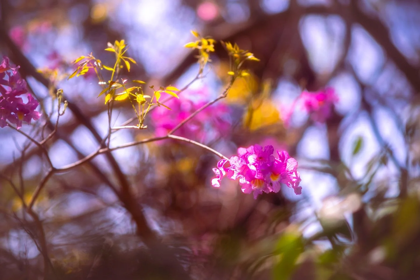 Still springing out here! 
#spring #colors #vanurfalianphotographs
