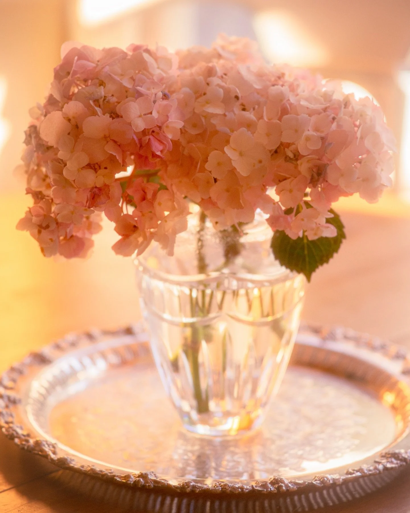 Happy hydrangeas! 
#pink #flowers #colorphotography #vanurfalianphotographs