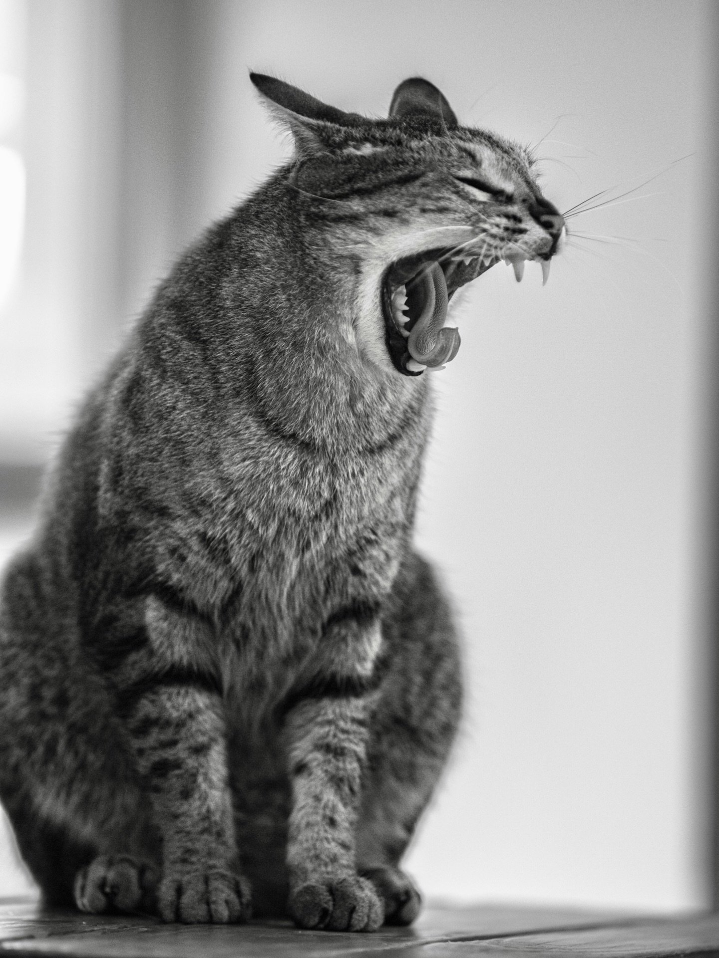 Vinny the animal! 
#cat #photo #blackandwhitephotography #vanurfalianphotographs
