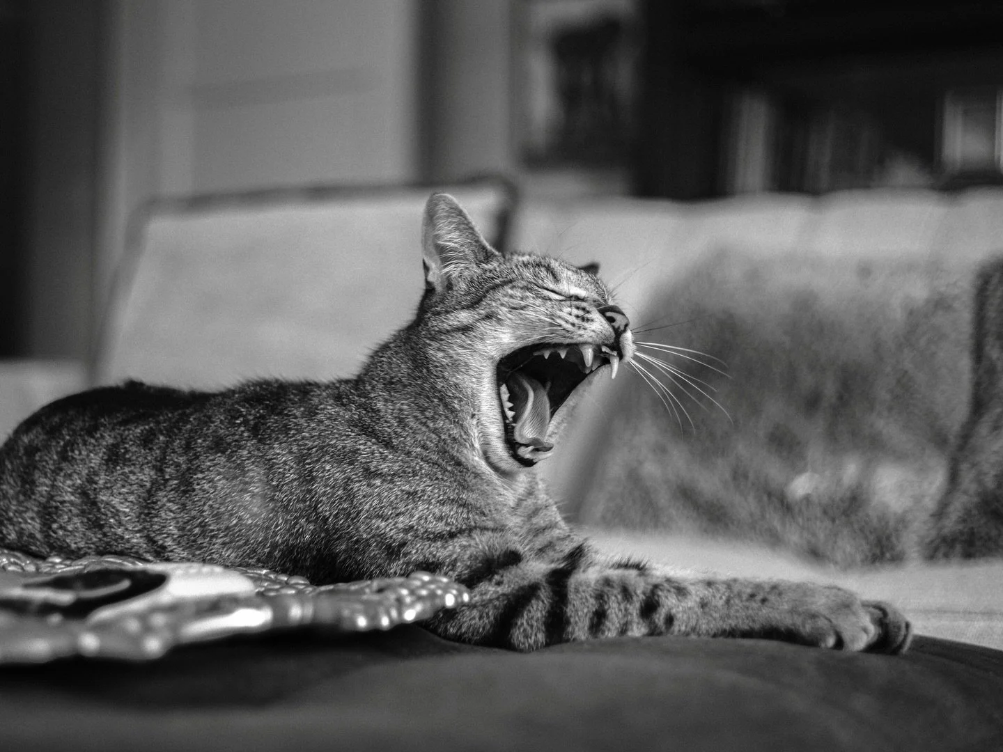 Vinny being himself. 
#cat #photo #blackandwhite #vanurfalian