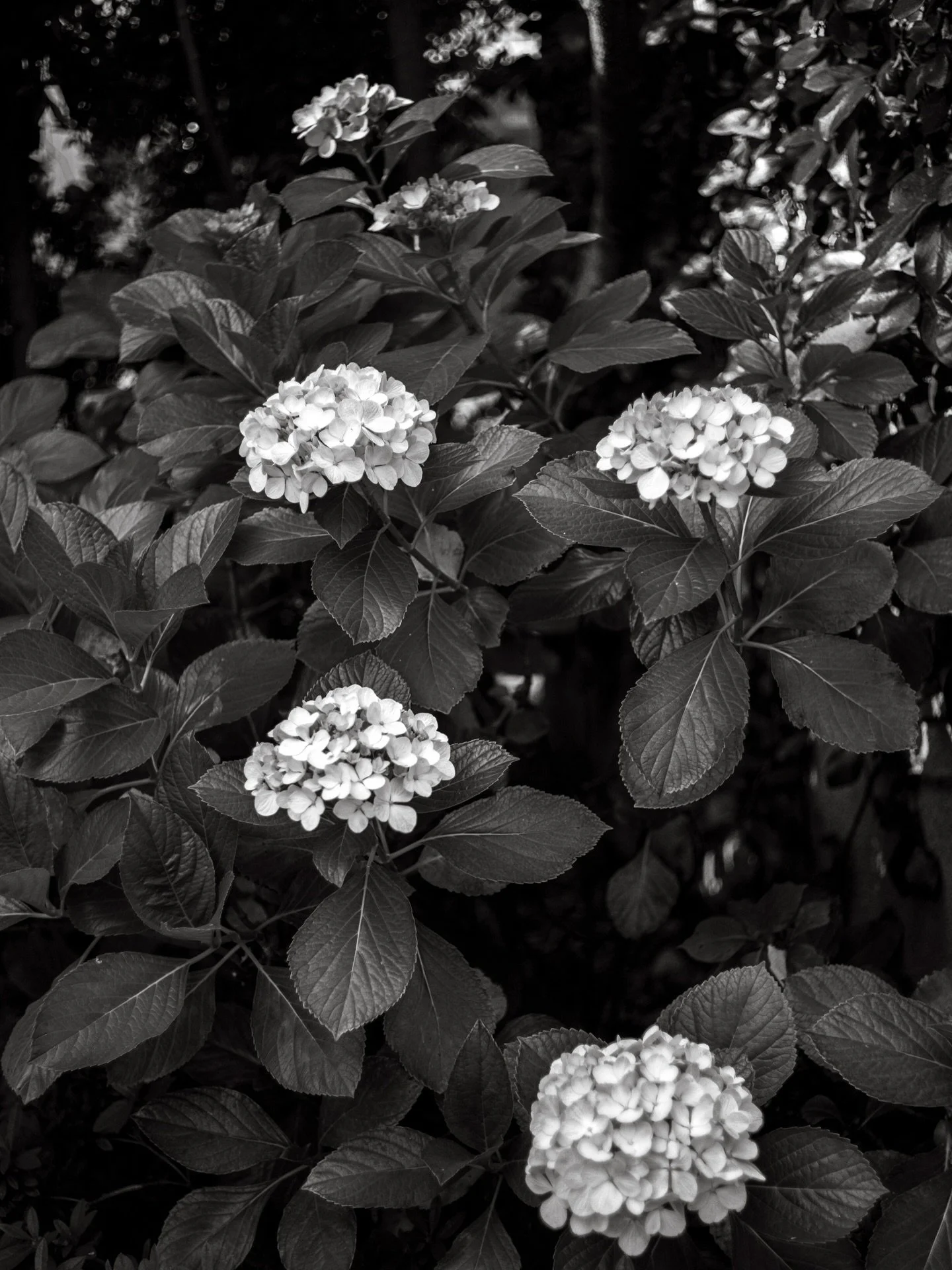 Blooms

#hydrengia #blackandwhite #vanurfalianphotographs