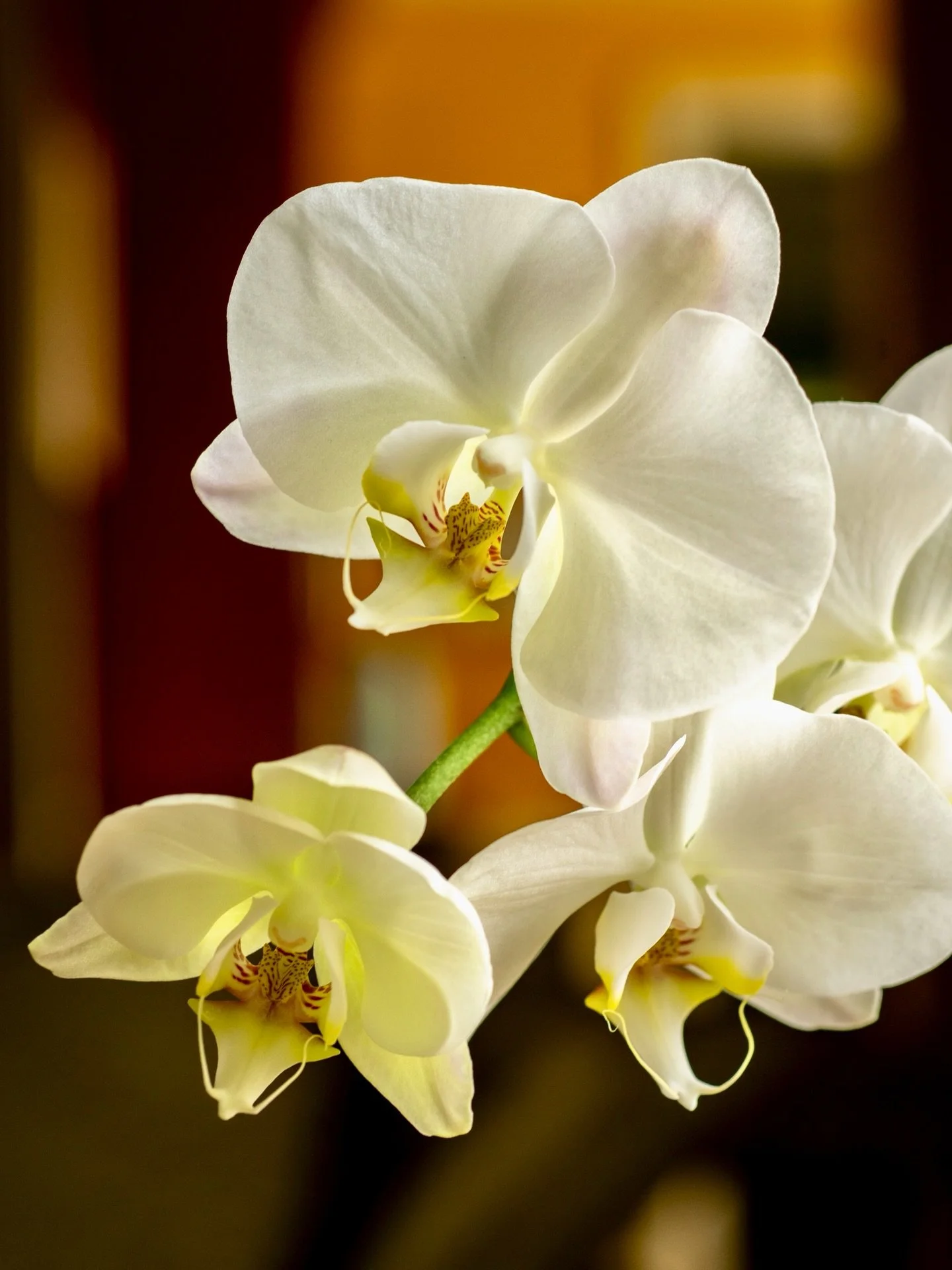 This orchid is still blooming after 8 years at our house! Thanks to @michele_casey_urfalian for taking such good care of her. 
#orchid #sony