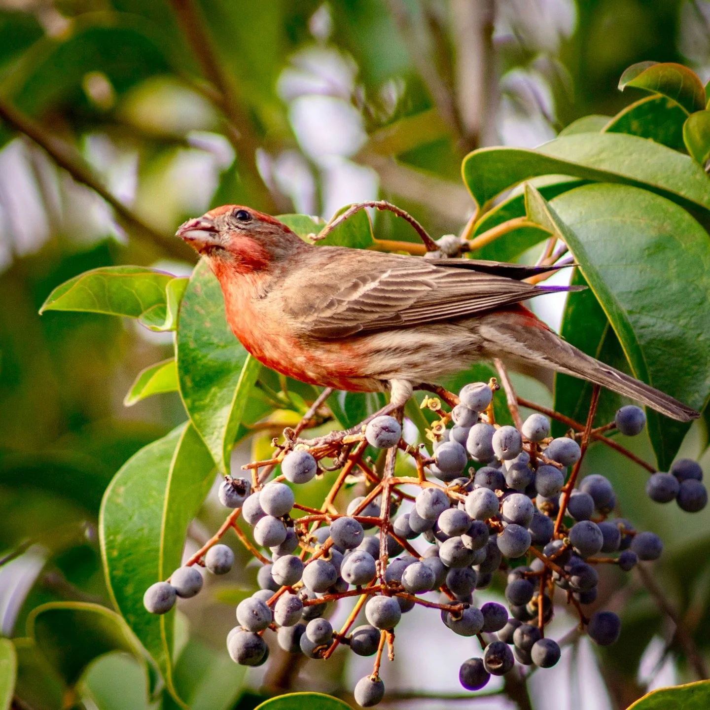 Happy Earth Day! 🌎 🌳
#earthday #bird #mothernature #naturephotography #vanurfalianphotographs