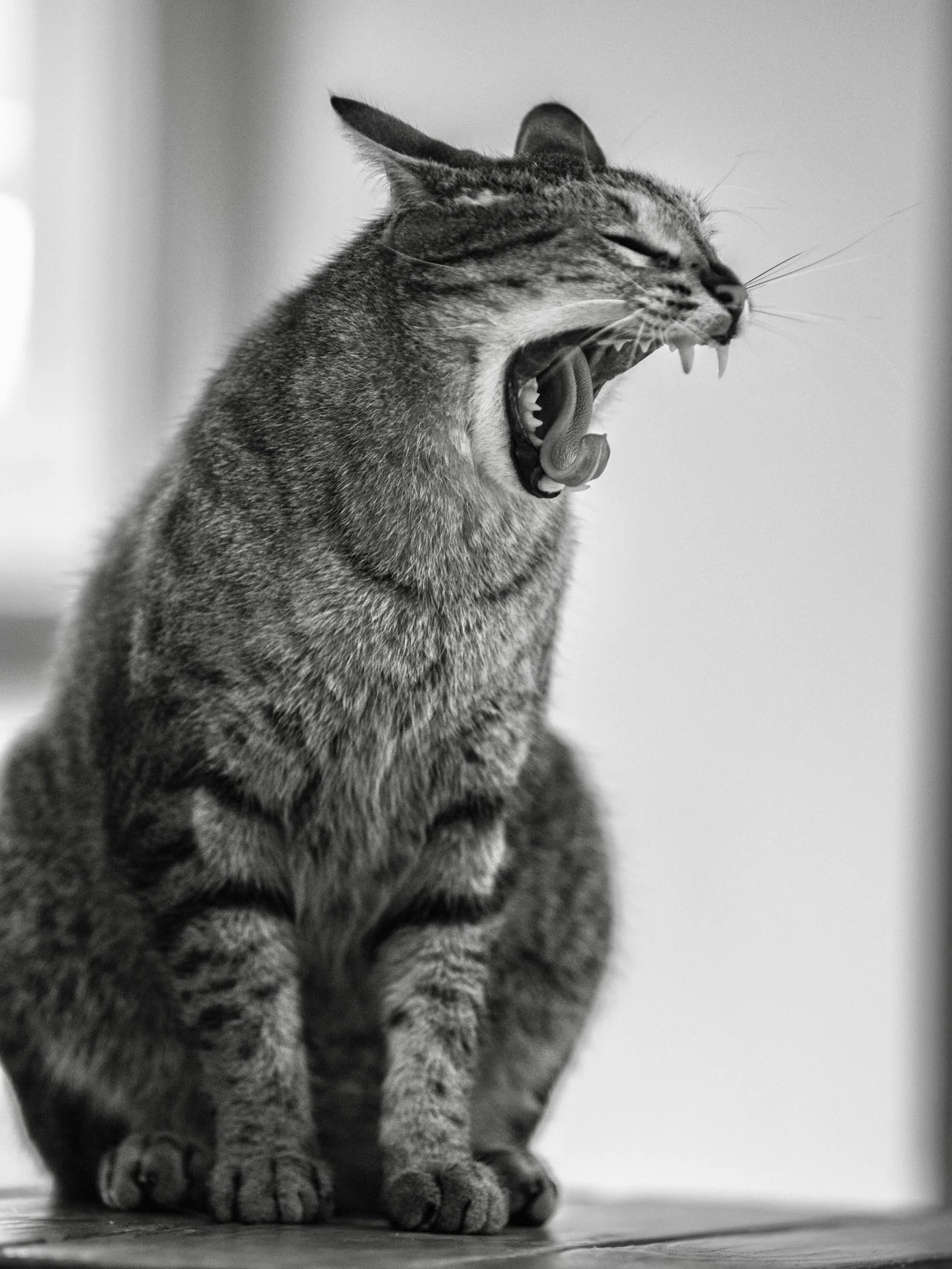 Vinny the animal! 
#cat #photo #blackandwhitephotography #vanurfalianphotographs