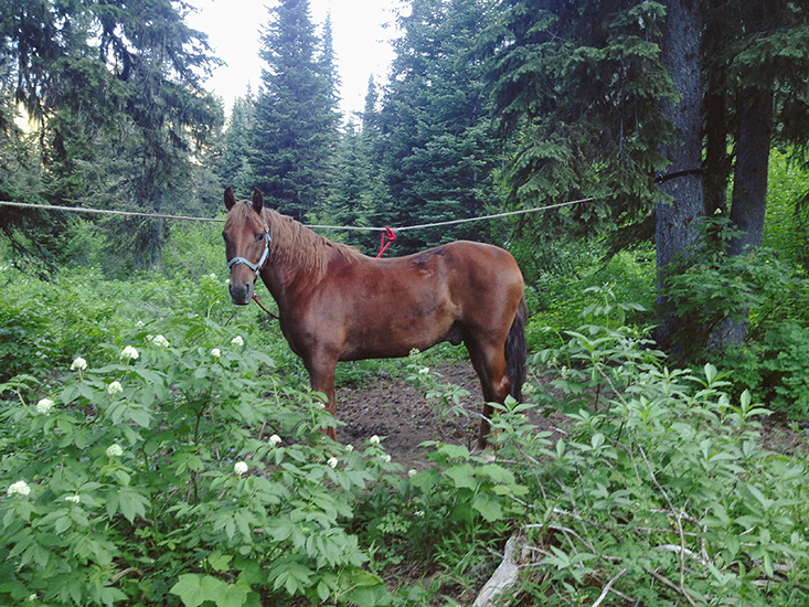 Ben the Horse on a Highline at Bond Lake, Montana