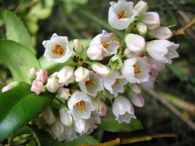 Vaccinium_membranaceum_Huckleberry_Flowers.jpeg