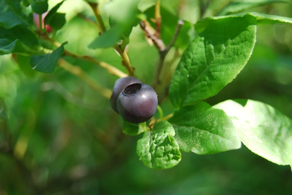 Vaccinium_membranaceum_Fruit_and_leaves.jpeg