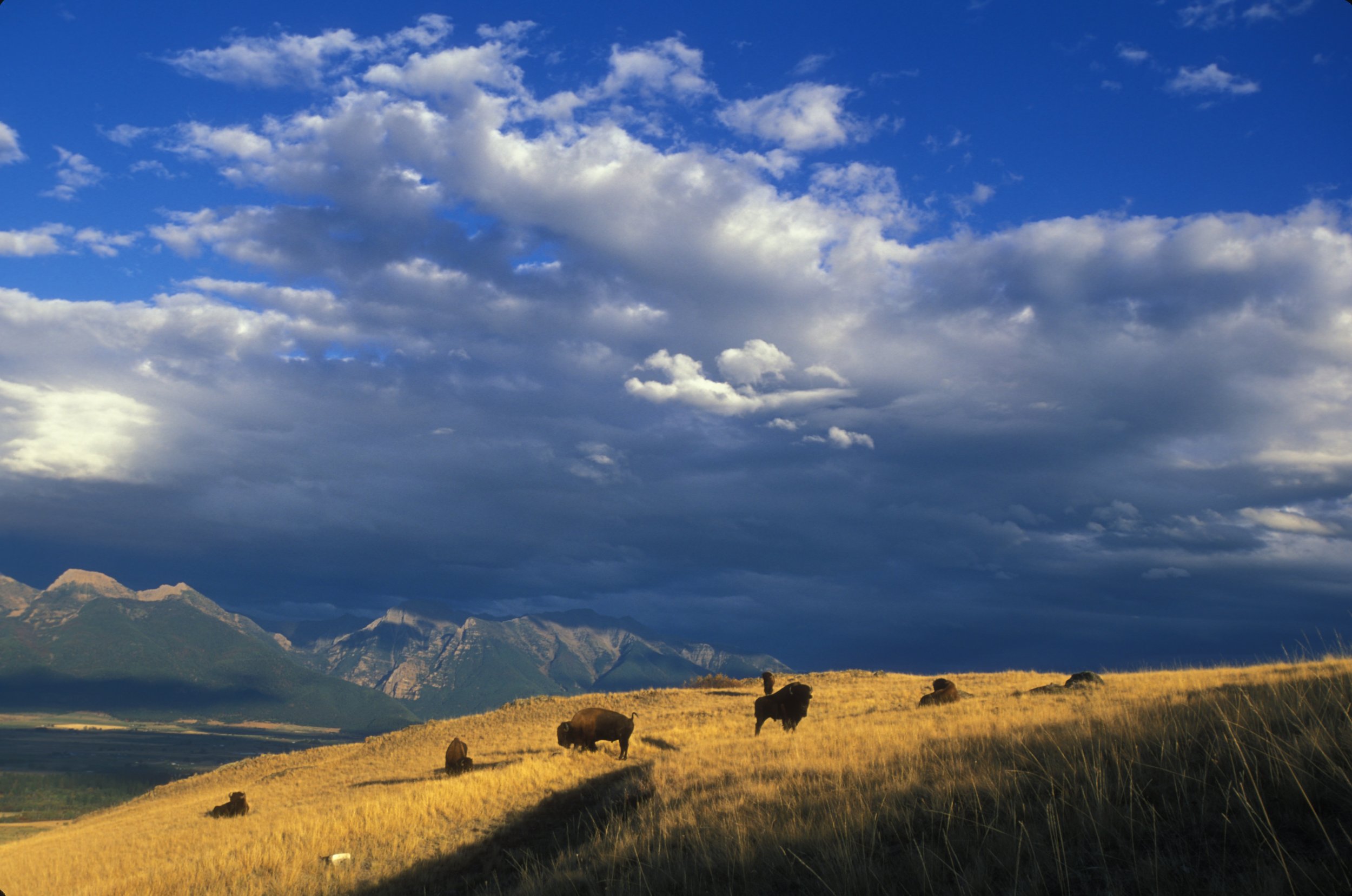 Bison_back_from_the_brink_(6972321703).jpg