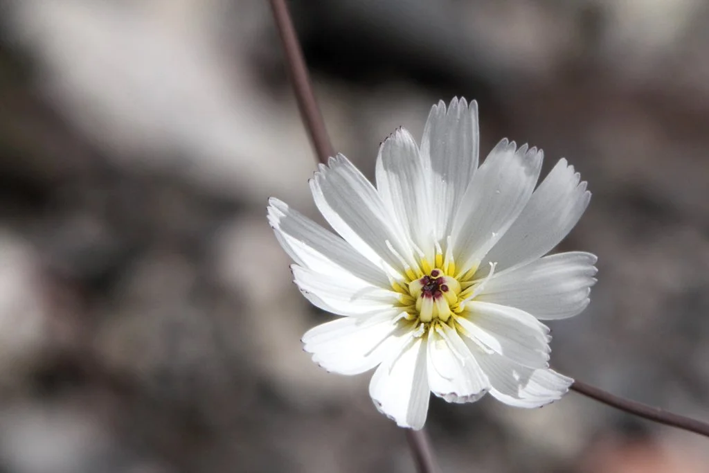 Atrichoseris_platyphylla_in_Death_Valley.jpg
