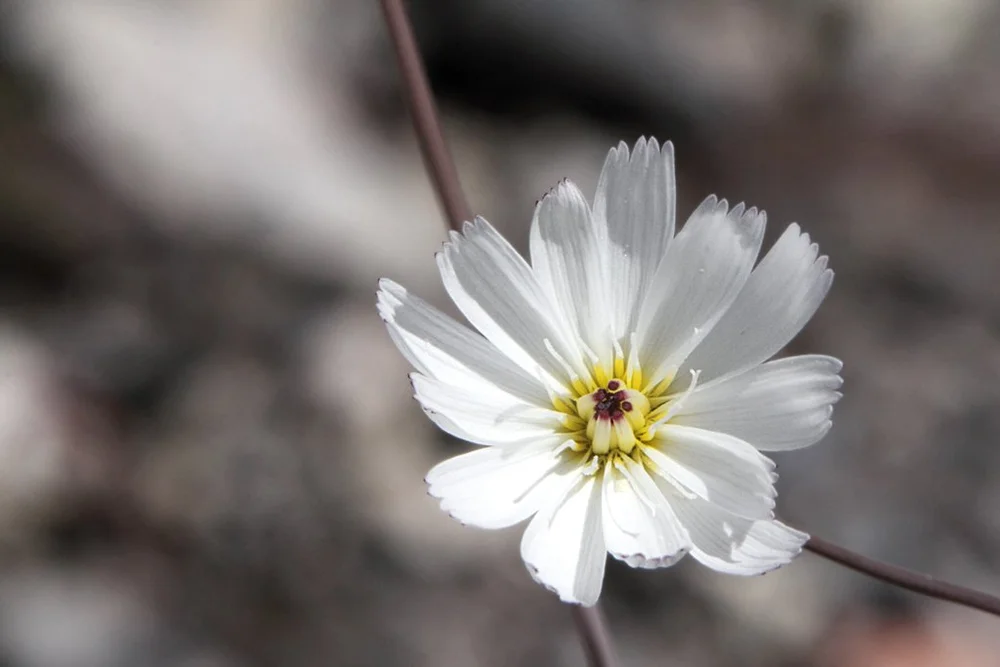 Atrichoseris_platyphylla_in_Death_Valley.jpg