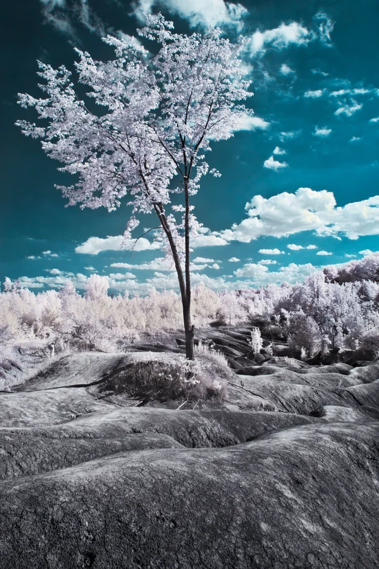 A Temporary Post To Bring Some (infra) Red on a Black Friday: I just uploaded a classic shot to Society6 from the archives that hasn’t been posted on instagram before (couldn’t fit the square format well). So up it goes on sale for all those who can’t wait for the white stuff to hit the trees. BTW Society6’s has got a sale today for $10 off $75 / $15 off $100 / $30 off $150 + free shipping (free shipping is only for prints - not canvas or frames unfortunately).
If you’re wondering, this was shot with a Hoya r72 Infrared filter on an ancient Nikon D70 back in 2005. The exposure was at least 30s long thus a bit of movement in the trees. I might take this down shortly after today but you can see this image, along with other non-square photos available for print on my facebook page here . :) Happy Weekend Everyone!