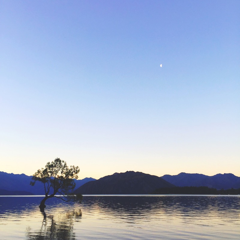 That Wanaka Tree, Wanaka