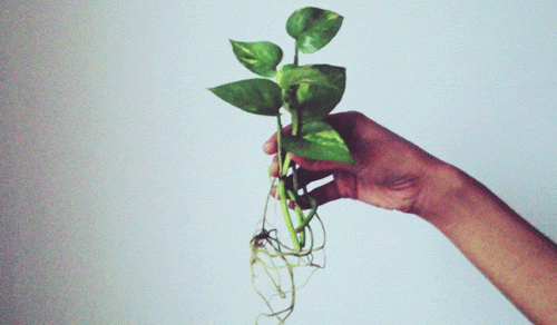 Uprooted