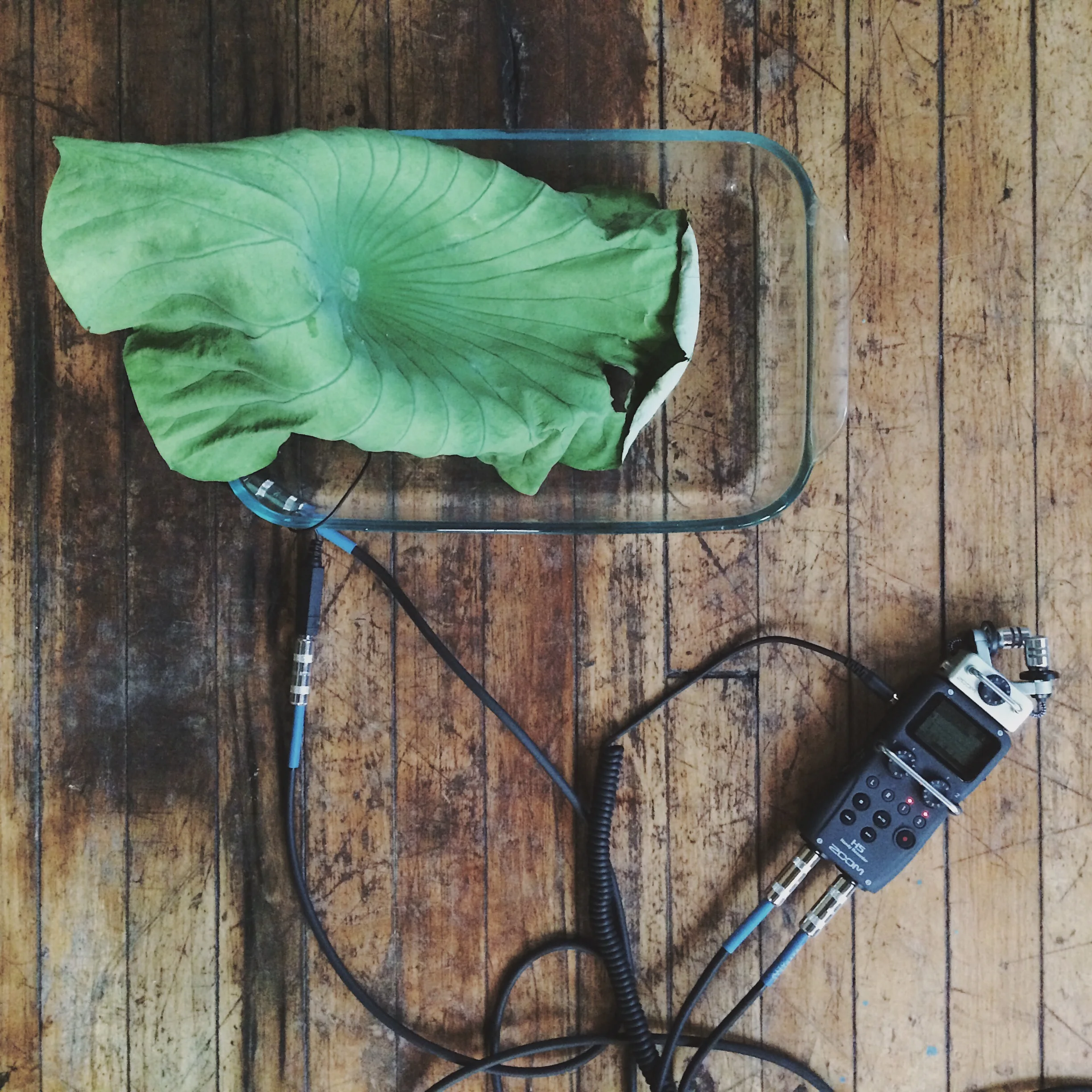 lotus_in_stereo.jpg