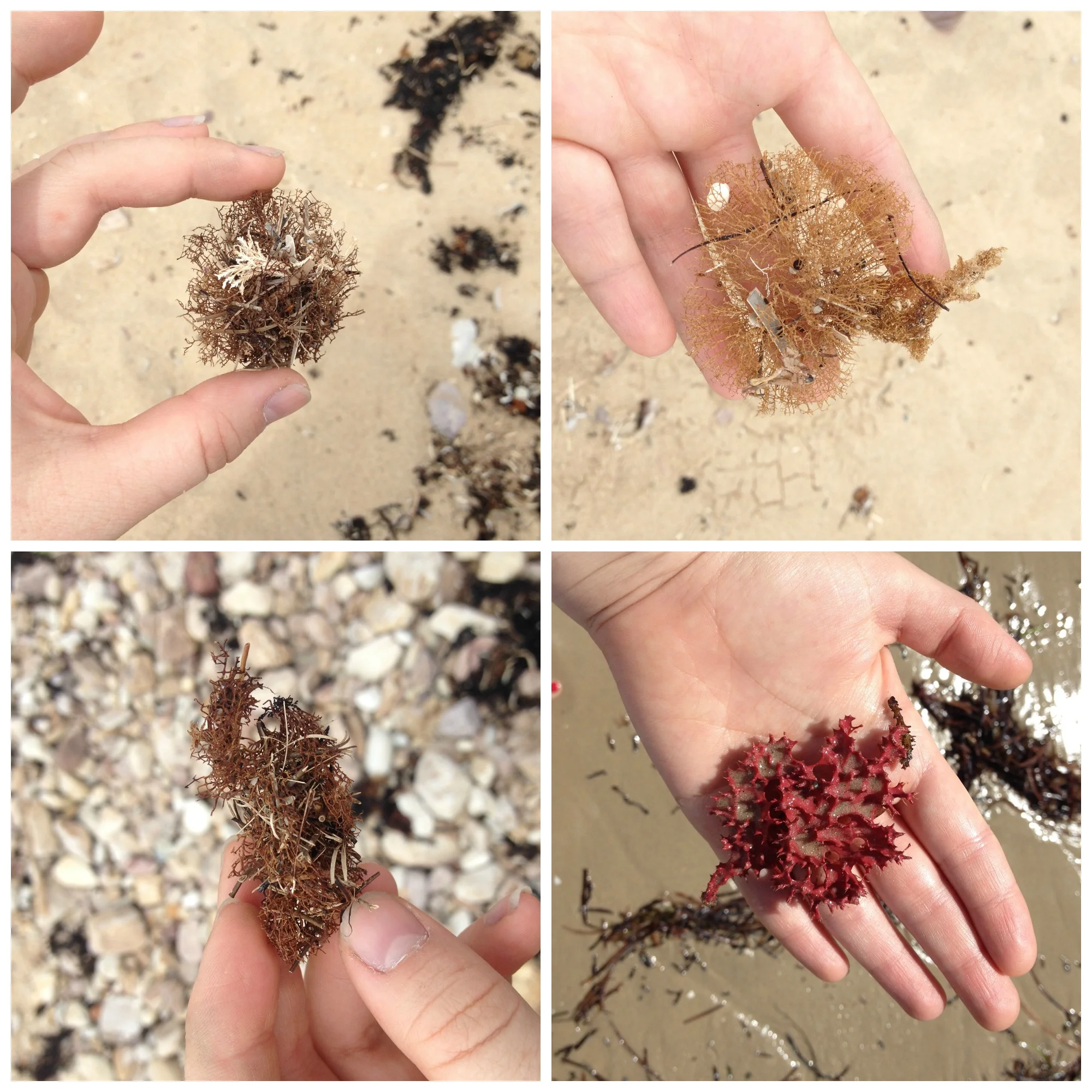 Some of the amazing bits I found (and left) at the beach. I love the way that the ocean tangles together pieces of seaweed, coral, shells, discarded plastics and other exciting treasure so much that it was the inspiration for the interlacing links of metal in my Interlace and Plastic Soup ranges.