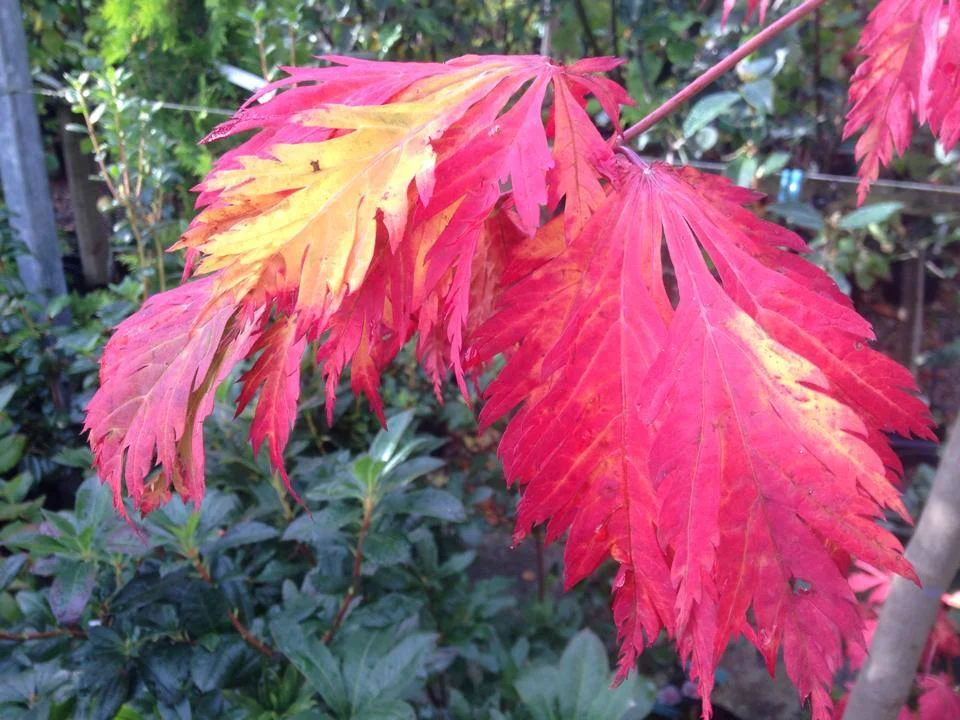 Acer - Mill Garden Centre