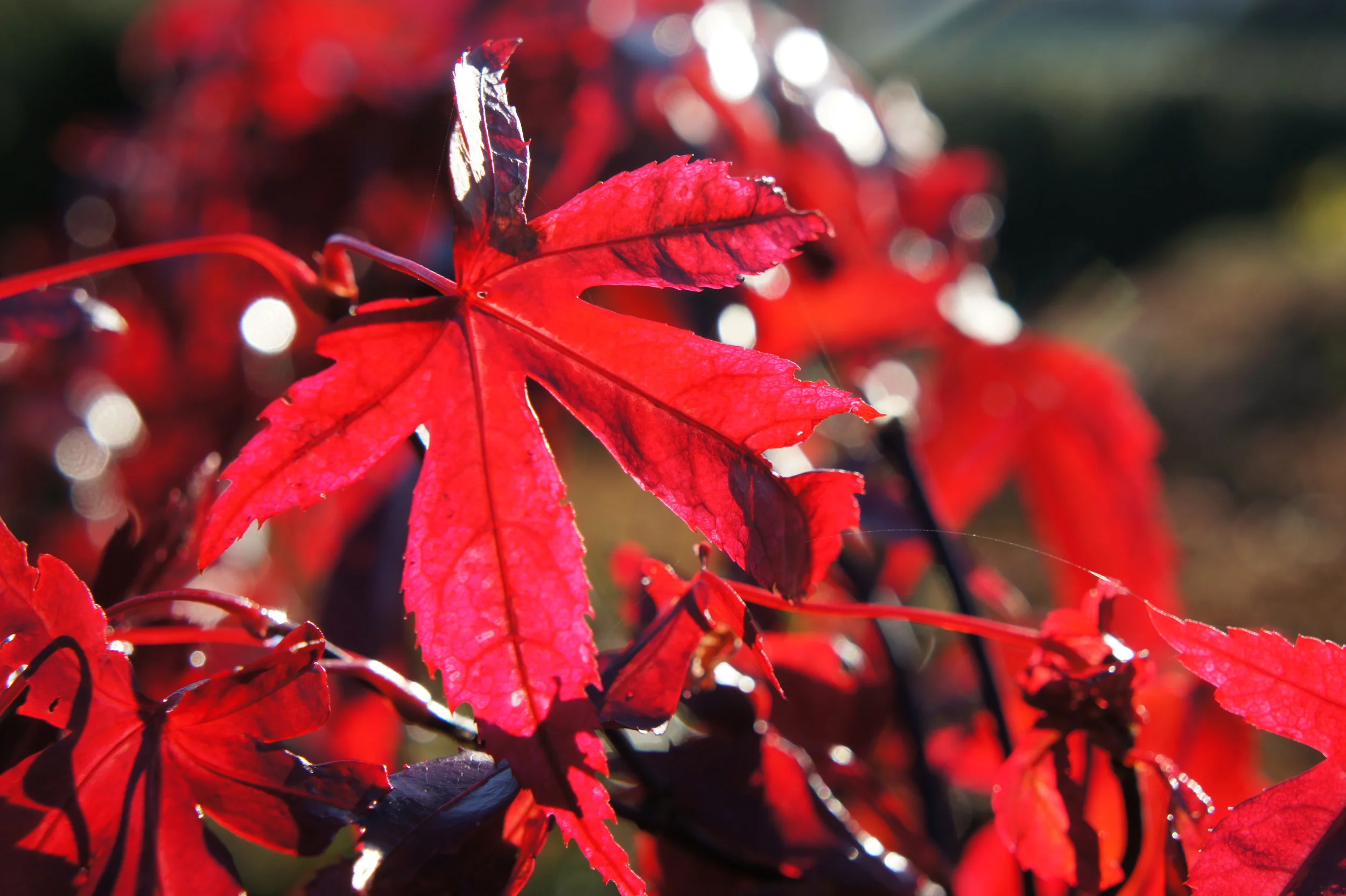 Acers — The Mill Garden Centre
